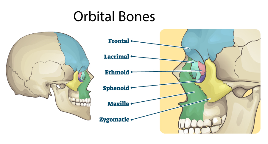 Diagram of the orbital bones in the skull